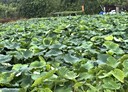 大園區-大牛稠段土地，1282.6坪