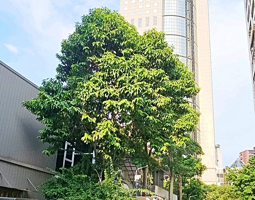 【成功市場】3房2衞 - Image 11