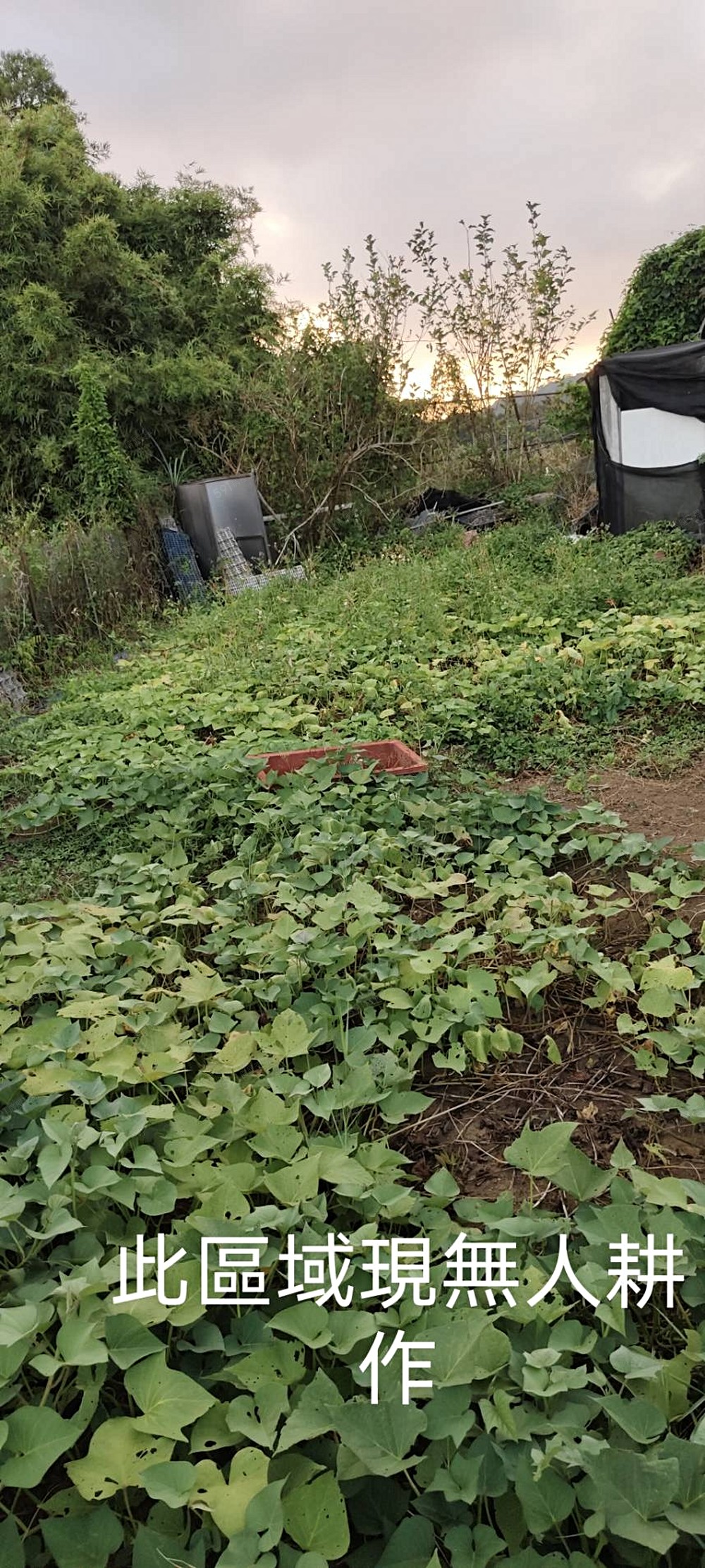 此區目前無人耕作