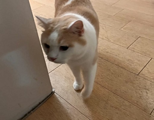 近景文高中🌞可養喵🐱可租補雅房 - Image 5