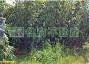 關廟區-五甲路土地，1034.3坪