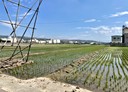 大肚區-追分段土地，250坪