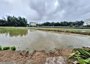 大雅區-土地，923.8坪