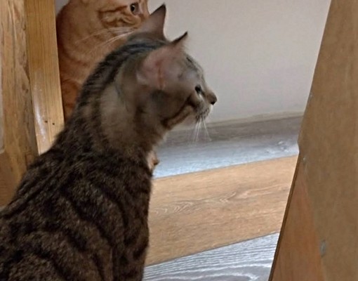 天涼好個秋、不收仲介費、送半個月租金 - Image 13