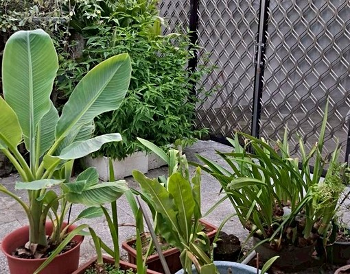 雙捷三重站🌻頂樓絕美花園套房🌻15坪花園魚池 - Image 6