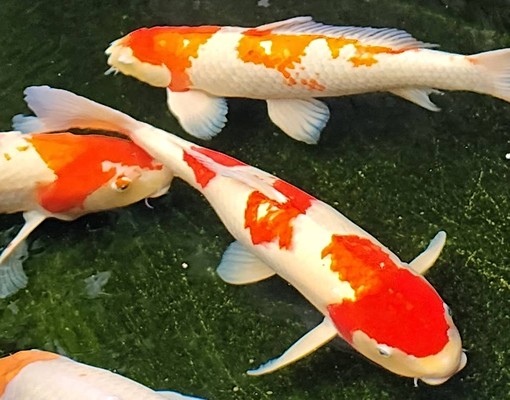 雙捷三重站🌻頂樓絕美花園套房🌻15坪花園魚池 - Image 13