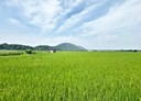 外埔區-土地，562坪