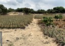 大樹區-土地,591.6坪