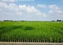 斗南鎮-明昌路土地，544.8坪