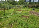 三芝區-土地,1169.1坪