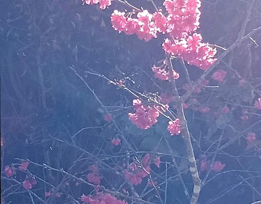 全新套房~近育英國小~限30歲內、上班族/學生 - Image 13