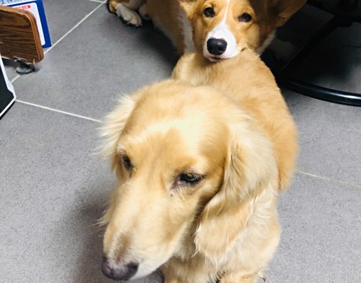 新❤️🩹屋主杪殺🎉可寵&全聯與便當 - Image 5