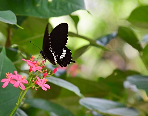 近中山大學/優質庭園套房(限女生)可租補 - Image 12