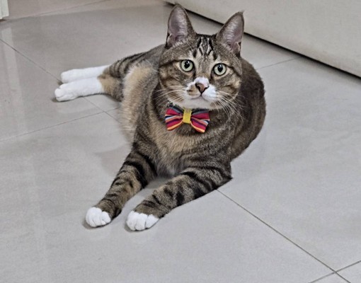 13.0坪-環境優美🎀安中路四段 - Image 14