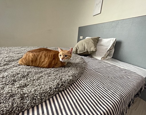 睿達-可租補/全新裝潢/可貓/近火車站/生活機能佳 - Image 9