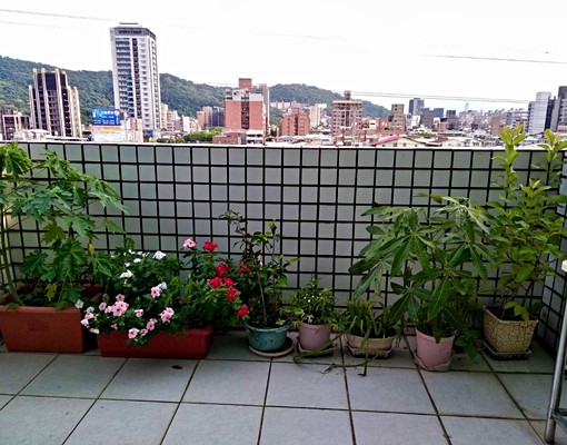 🏡士林芝山環景電梯大樓🏡 - Image 11