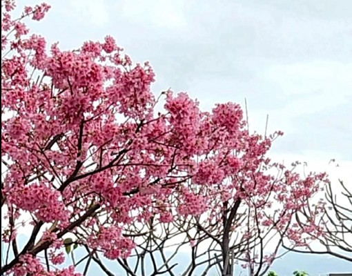 沃勝睿達🏠森林樂園社區✨大落地窗✨附車位✨可租補✨近國道 - Image 4