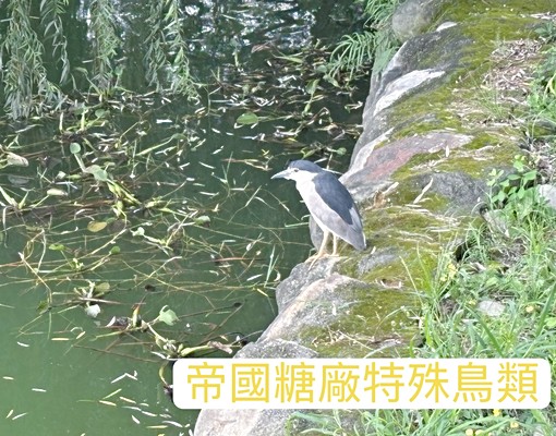 LALAPORT旁全新兩房附大露臺採光優平車|浩瀚湖濱城 - Image 11