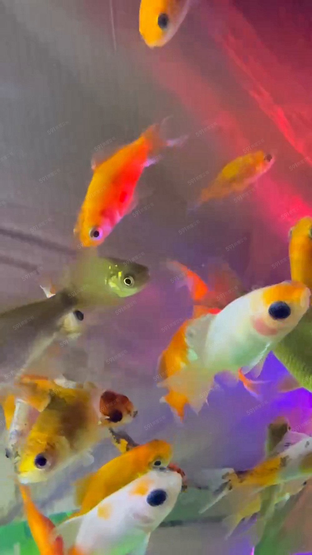 最高品質是靜悄悄🍀稀有釋出三房精裝 - Image 1